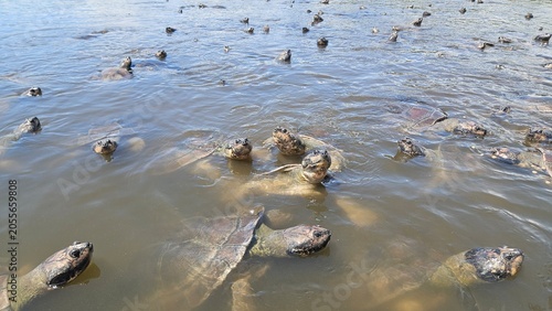 Foto Tartarugas em vila em Alter do chão