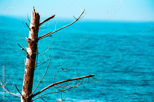 Obraz na płótnie Ocean or Sea Framed by a Snag of a Tree-Ripples of Water- When You've Hit a Snag