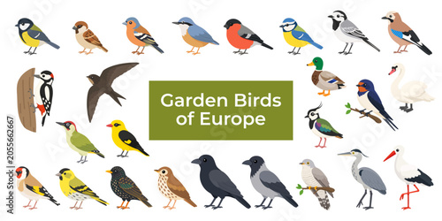 Collection of common European garden birds in flat vector style. Educational wildlife poster for birdwatchers, schools and nature lovers.