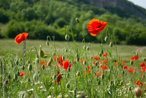 Red poppy flowers and closed buds growing in a green summer meadow