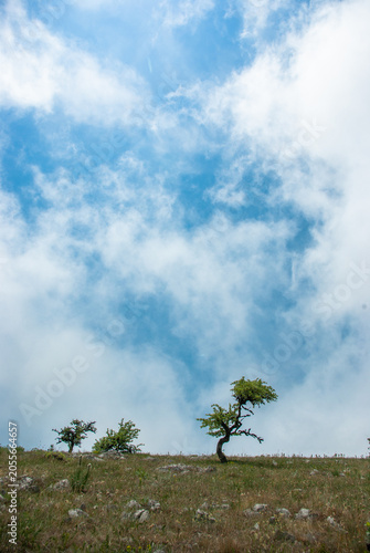 Lonely crooked trees on a grassy mountain plateau against a bright cloudy sky