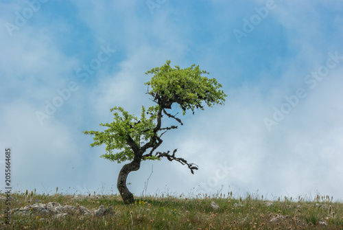 Single isolated small green tree growing on a rocky mountain slope under blue sky