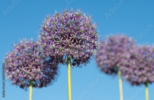 Purple-flowering leeks grow toward the blue sky. The flowers are spherical.