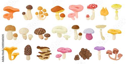 Bild auf Leinwand Mushroom species collection