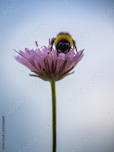 Photographie macro d'un bourdon sur une fleur de lilas