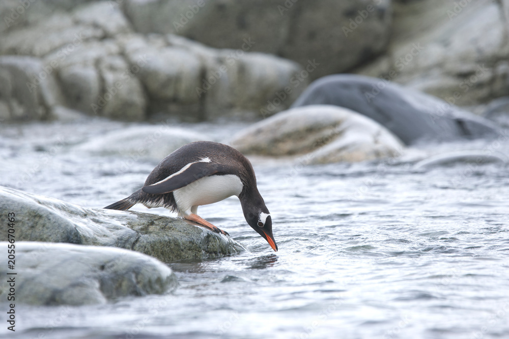 Fototapeta premium Gentoo Penguin on the Falkland Islands