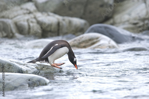 Valokuva Gentoo Penguin on the Falkland Islands