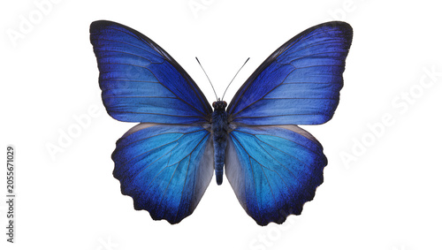 Fotografie Vibrant blue morpho butterfly with intricate wing patterns, isolated on transpar
