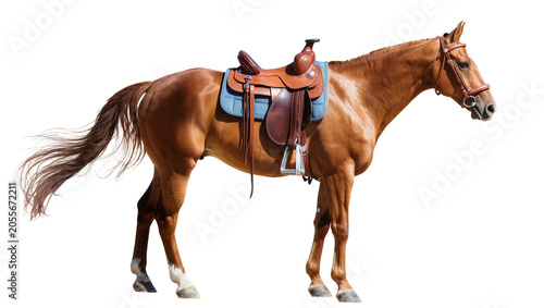 Fotografie Brown horse with leather saddle and blue saddle pad, isolated on transparent bac