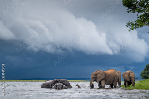 African elephants wading in the Chobe River in Chobe National Park