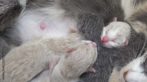 Little newborn kittens suck milk and sleep near the cat's belly, fluffy blind kittens are fed with cat's breast milk.