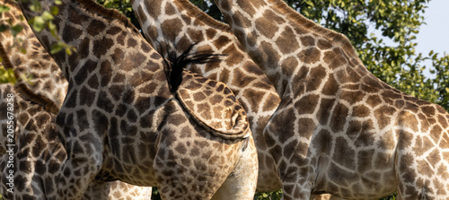 Tableau sur toile giraffe pattern of wild animal close up