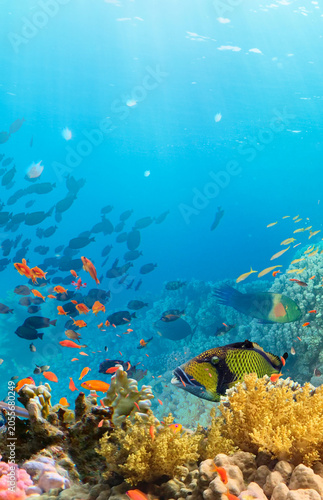 Underwater Tropical Corals Reef with colorful sea fish
