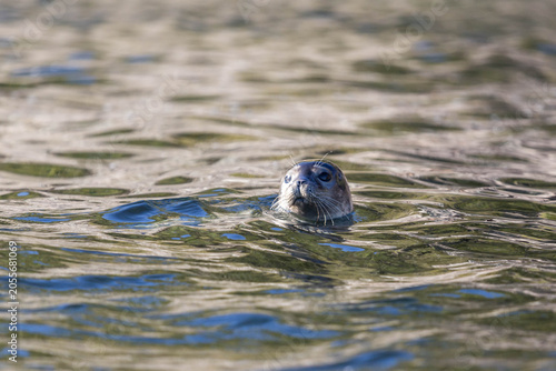 Curious harbor seal peeking above rippling water surface in Gaspesie