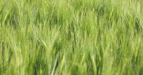 Green barley field swaying in the wind