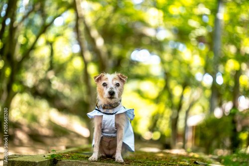 Bild auf Leinwand Jack Russell Terrier Looking at the Camera