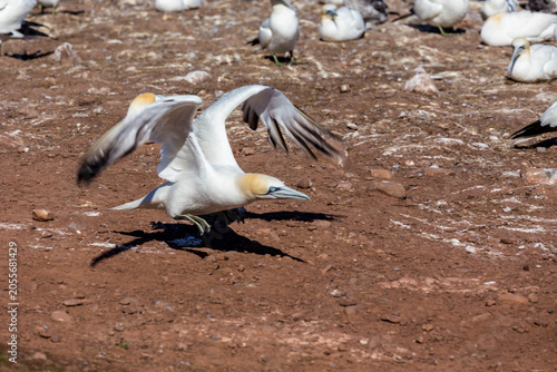 Quadro su tela Northern gannet spreading wings while landing among colony on rocky ground