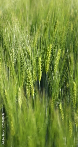 Green wheat field swaying in the wind