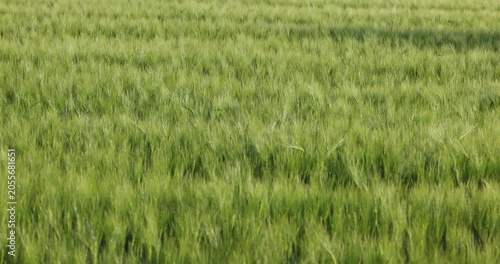 Lush green cereal field swaying in wind