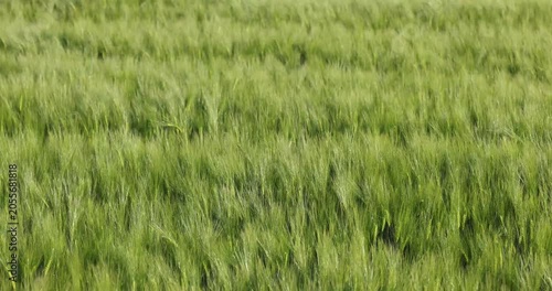 Green barley field swaying in the wind