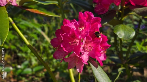 Canvas Print Horizontal close up of deep pink catawbiense rhododendron blossom with bumblebee