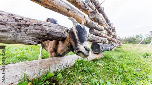 Curious Goat Sticking Head Through Rustic Log Fence, Quebec Farm