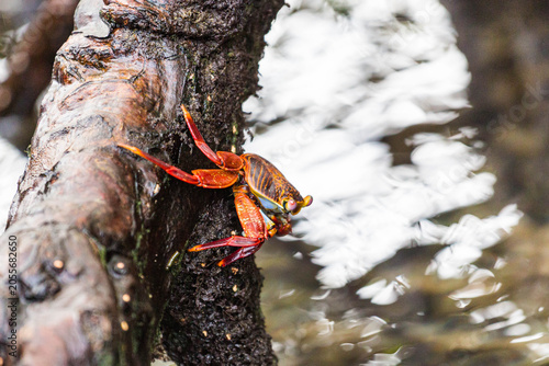 Fotografia Sally Lightfoot crab on wood