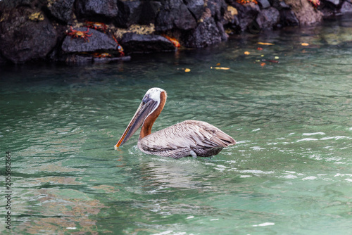 Brown Pelican in galapagos water