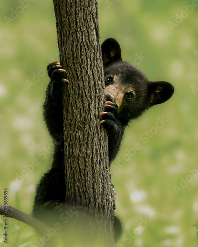 Vászonkép Darling Black Bear Cub Climbing a Tree Claws in bark