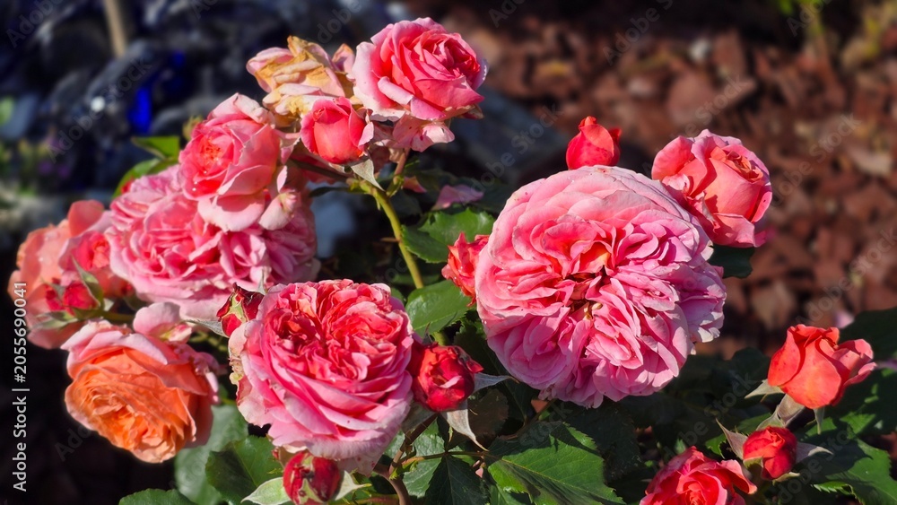Obraz premium Dense cluster of pink peony roses blooming in sunny garden horizontal texture backdrop