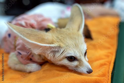Foto A close-up portrait of a fennec fox resting. Vulpes zerda. Pet.