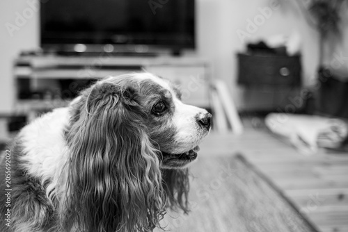 Vászonkép cavalier king charles spaniel