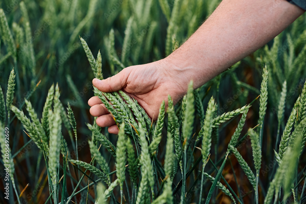 Naklejka premium Close up of farmer examining wheat growth in field.