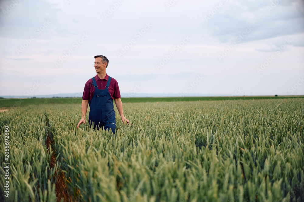 Fototapeta premium Happy farmer walking among green wheat in field and looking away.