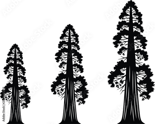 Vector evergreen trees silhouette set varying heights for landscape design