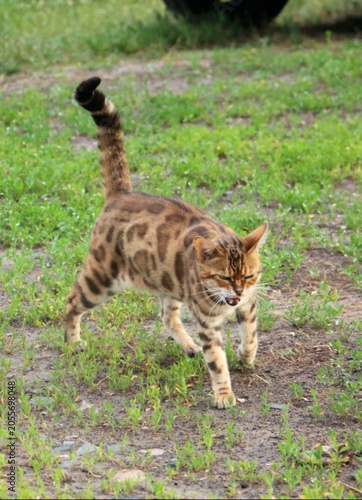 Canvas Print cat in the grass