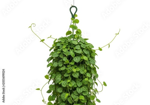 Sting of turtles plant, peperomia prostrata, in a hanging basket, isolated on white background