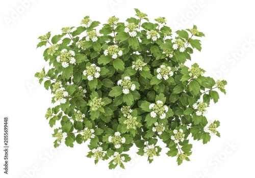 Top view of a flowering viburnum opulus shrub isolated on white background