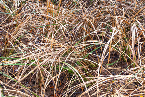 Foto Detail of ornamental grass with dry blades in brown and golden tones mixed with green leaves