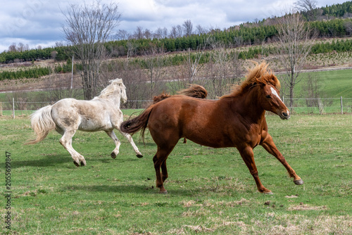 Three quarter horses running in a field