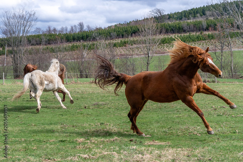 Three horses running in a field