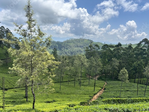 Lush Green Tea Plantation on Rolling Hills Under a Cloudy Blue Sky