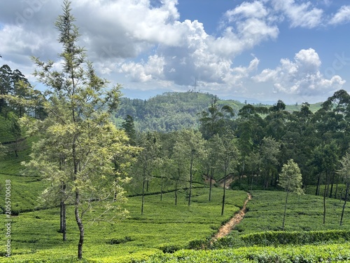 Lush Green Tea Plantation with Rolling Hills and Cloudy Sky