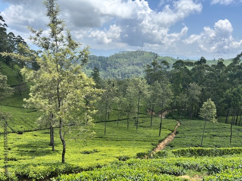 Lush Green Tea Plantation on a Sunny Day with Rolling Hills and Cloudy Sky