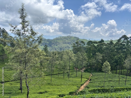 Tea plantation landscape with trees and cloudy sky