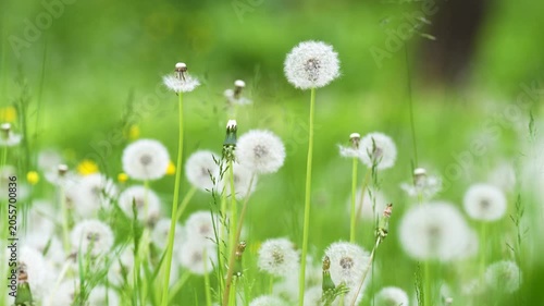 Closeup of soft dandelion puff flowers and grass swaying in the light wind. Calm summer nature background. Airy dandelion meadow.