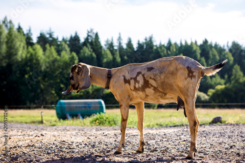 Portrait of brown Nubian goat with long ears, looking at camera. Close-up wildlife concept.