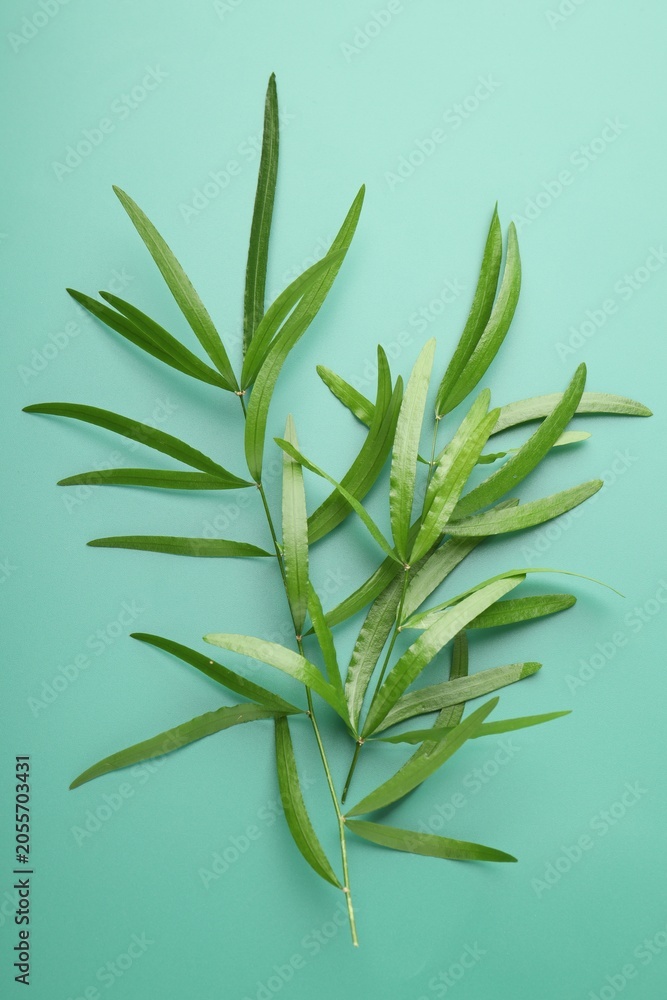 Fototapeta premium Branches with green bamboo leaves on turquoise background, top view
