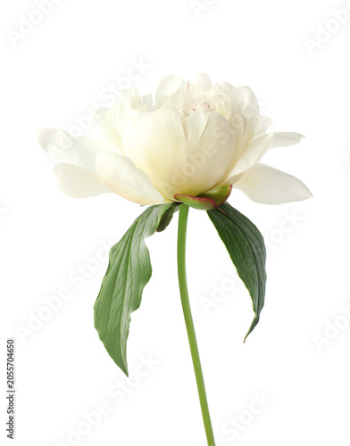 Beautiful peony flower with green leaves isolated on white