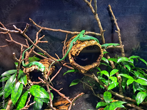A vibrant emerald green keel bellied lizard (Gastropholis prasina) resting on branches and a hollow log inside a terrarium enclosure.